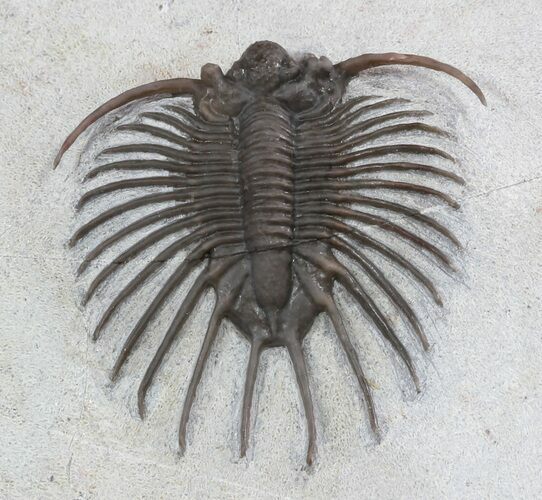 Unidentified Lichid Trilobite From Jorf - Very Rare #48638